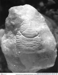 Historisches Foto von Galatheites zitteli (Moericke, 1889) (NHMW-AFW-GEO-BACHMAYER-FOTO-1990-0041-1939)